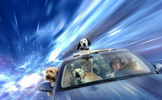 Illustration for article titled Dogs love sticking their heads out the window even more at warp speed